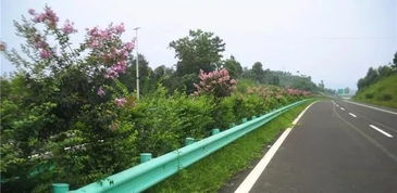 中国高速公路发展惊艳了俄罗斯 绿化需求巨大的高速公路常用哪些苗木