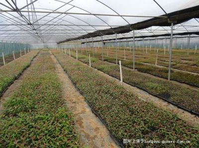覃塘区林木种苗产业健康稳步发展-掌上红豆